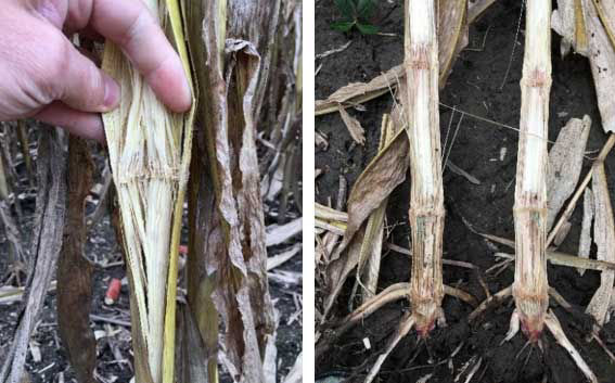 Photo showing a Pioneer hybrid plot in 2018 in which poor stalk quality was associated with below average solar radiation throughout the grain fill period.