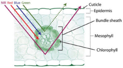 Corn leaf cross-section depicting the interaction of EM radiation of various wavelengths with different leaf anatomical components.