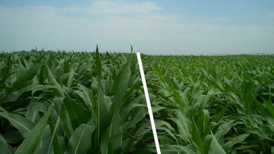 Field comparison depicting nitrogen stress.
