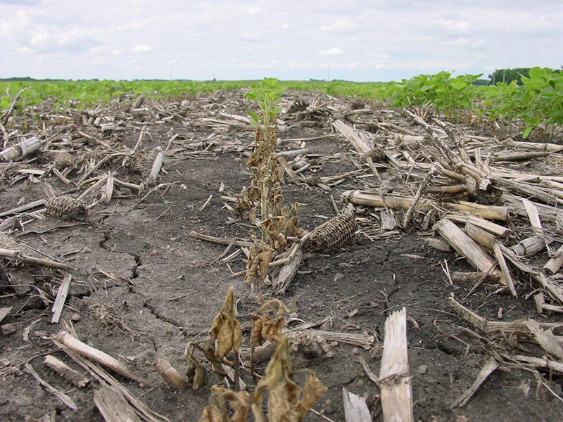 This is a photo showiing soybean stand loss due to Rhizoctonia infection. Microenvironments favorable for disease development may lead to losses in patches of rows.
