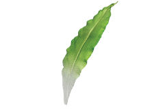 Sanidad foliar más fuerte