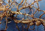 Photo: SCN cysts on soybean roots.
