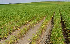 Photo: field showing a combination of symptoms from SCN and brown spot.