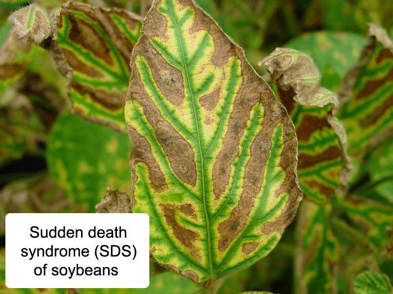 Sudden death syndrome (SDS) of soybeans.