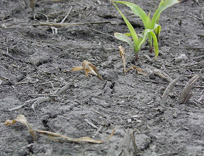 Stressed corn seedling