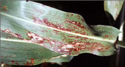 Anthracnose in Grain Sorghum