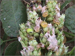 Sorghum Ergot in Grain Sorghum