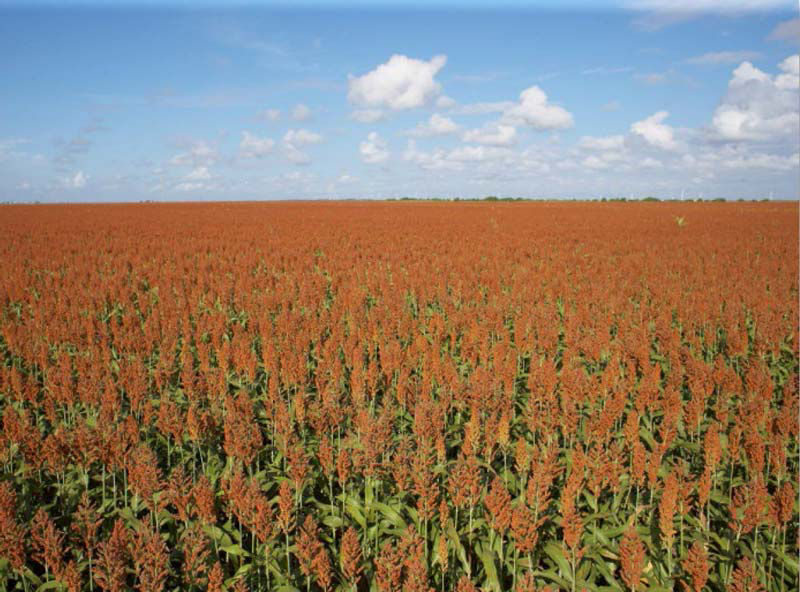 Sorghum Field