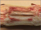 Fusarium - Grain Sorghum