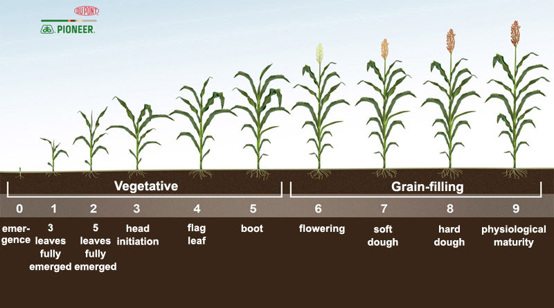 Grain Sorghum Growth Stages