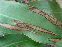 Leaf Blight in Grain Sorghum