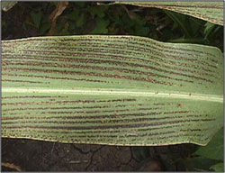 Leaf Stripe in Grain Sorghum