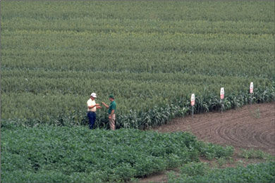 Sorghum research field.