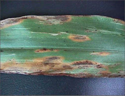 Grain Sorghum - Leaf Blight