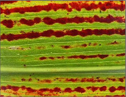 Sooty Stripe on Grain Sorghum Leaf - close view