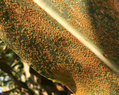Closeup - Many southern rust pustules on a corn leaf.