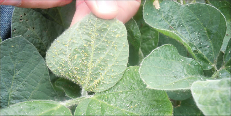 Soybean aphids on leaf
