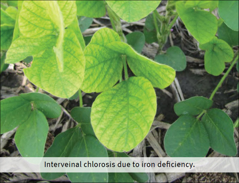 Soybean interveinal chlorosis due to iron deficiency.