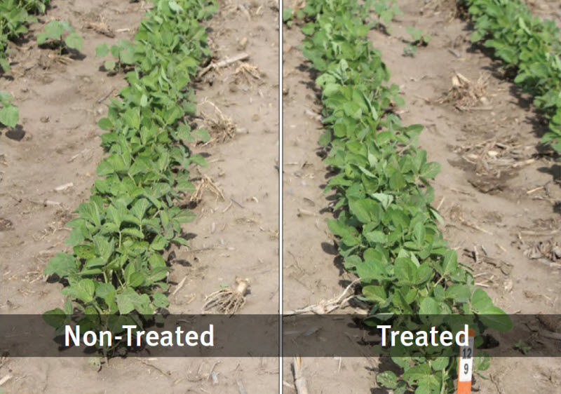 Photo showing a side-by-side comparison of non-treated soybeans vs. EverGol Energy + FST/IST + PPST 2030 in 2012.