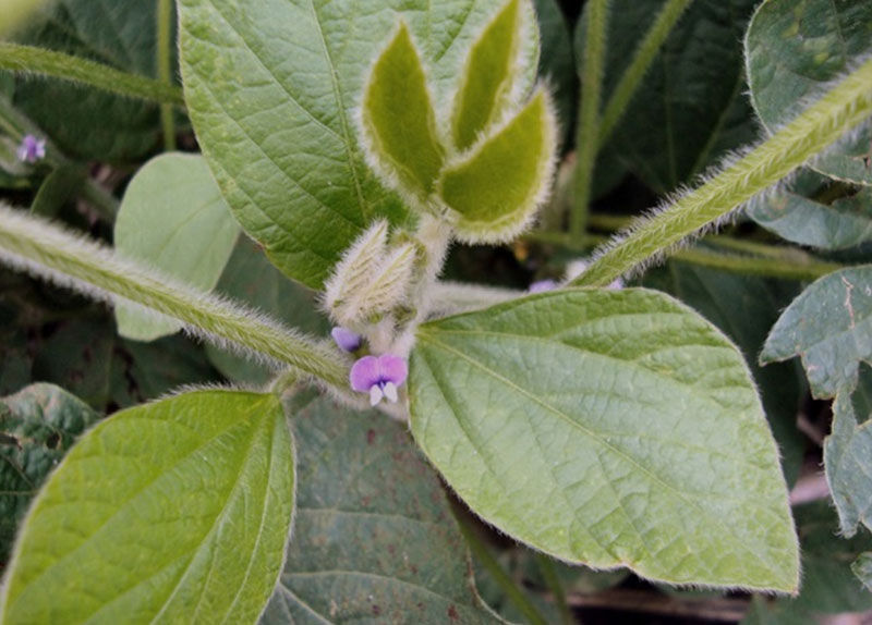 Reproductive growth stage of a soybean plant.