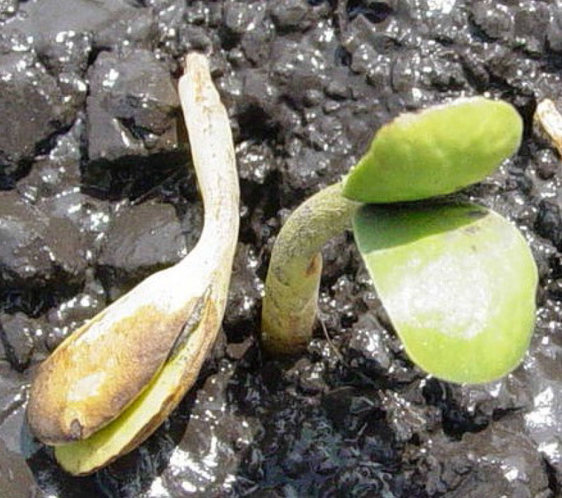 This is a photo showing soybean seedling emergence with symptoms of Pythium infection.