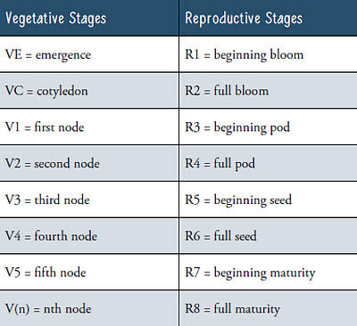 Subdivisions of the reproductive stages
