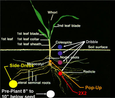 Starter fertilizer application for sorghum.