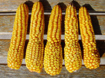 Corn ears showing injury from sulfonylurea herbicides.