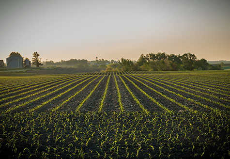 early planted corn field