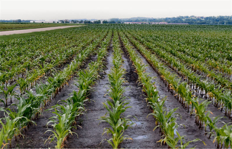 Severe N deficiency symptoms
