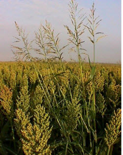 True johnsongrass