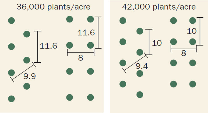 Diagram: 36,000 and 42,000 plants/acre