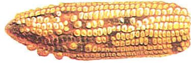 corn ear showing unpollinate kernels