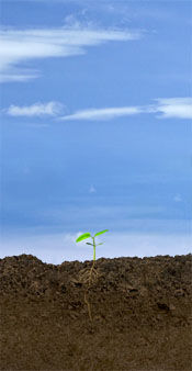 VC Soybean Stage: Cotyledon
