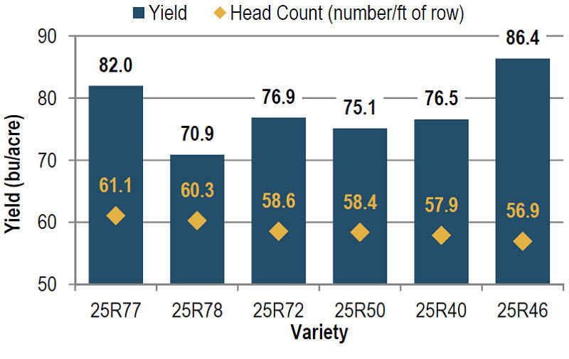 Average yield and head count of wheat varieties in descending head count order.