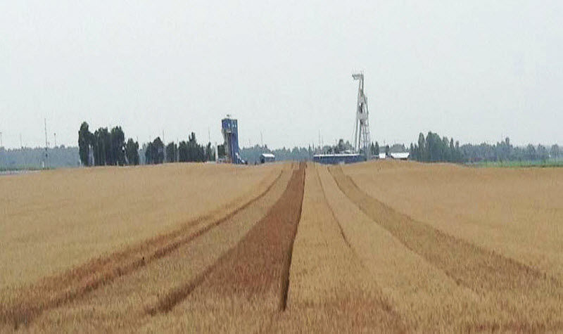 2015 wheat trial location in southern Illinois.