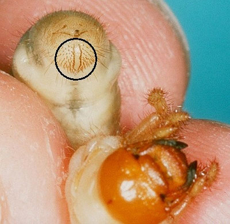 True white grub identified by two parallel rows (zipper) of hairs on raster (underside of tail).