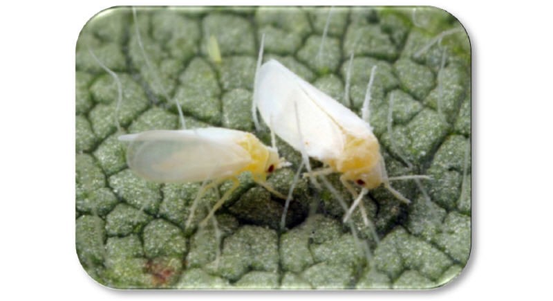 Adult silverleaf whiteflies