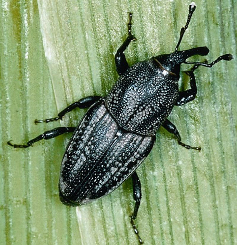 Adult billbugs feed on corn seedlings.