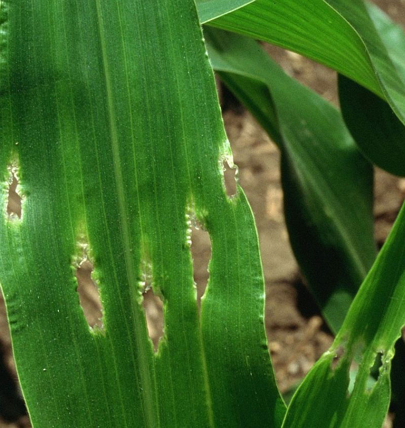 Corn leaf damage from stinkbugs