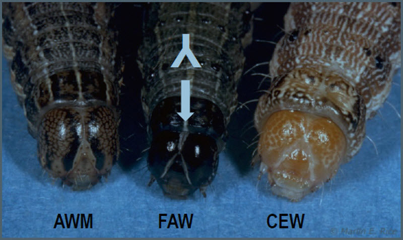 Velvetbean caterpillar adult and larva  