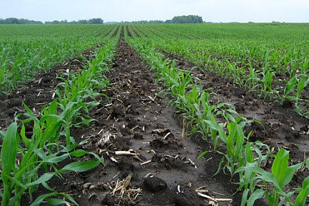 Zinc-sufficient corn field.