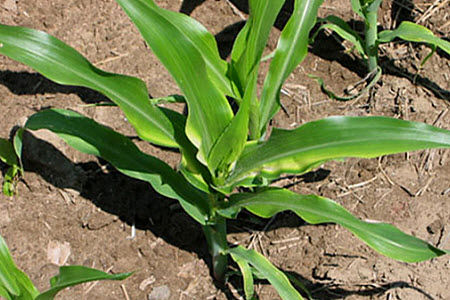 Zinc deficient corn plant.