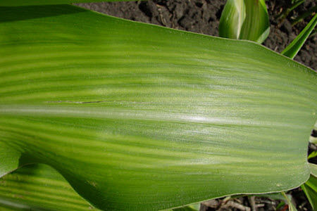 Moderate zinc deficiency in V12 corn plant.