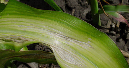 Severe zinc deficiency in V12 corn plant.