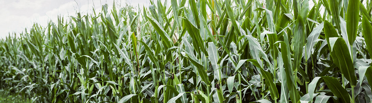 CornField