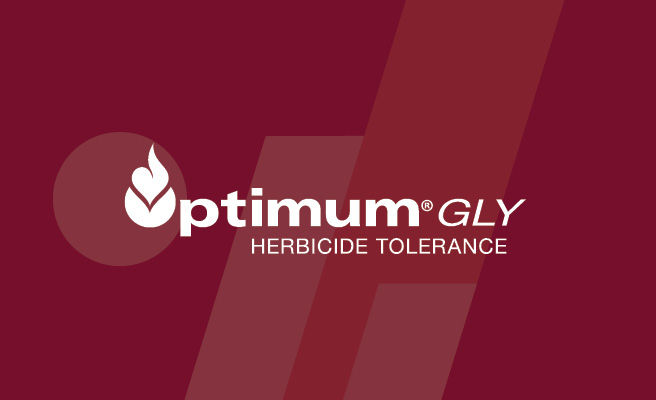 Optimum Gly logo