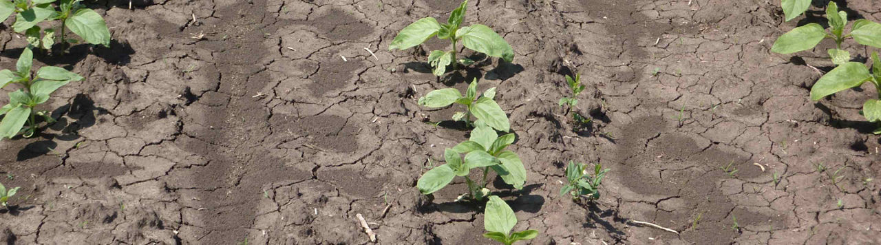 En 2024, préparez-vous à une montée en force de Viballa