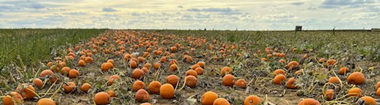 Les courges d’Halloween, une production en plein essor en France