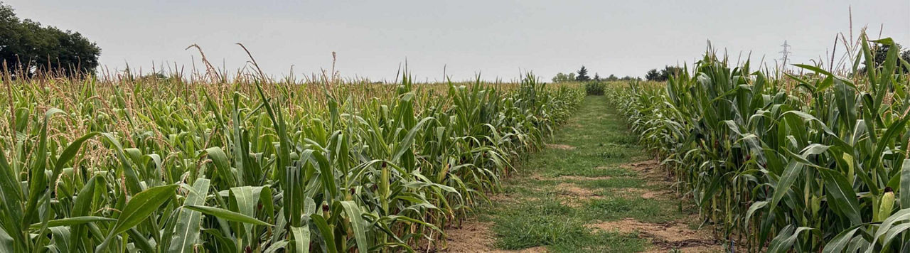 Comment s’exprime concrètement le progrès génétique en maïs grain dans vos parcelles ?